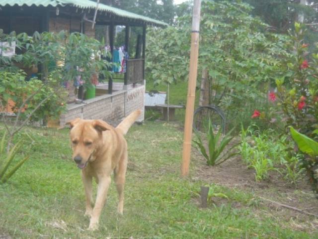 Granja orgánica pequeña y hermosa en Filandia Quindio