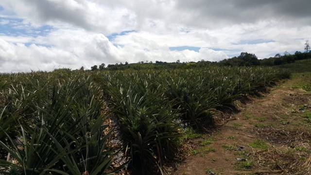 SE VENDE FINCA AGRÍCOLA CON MUY BUENA PRODUCCIÓN