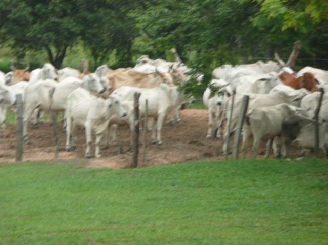 VENTA DE FINCA GANADERA EN PUERTO GAITAN-META