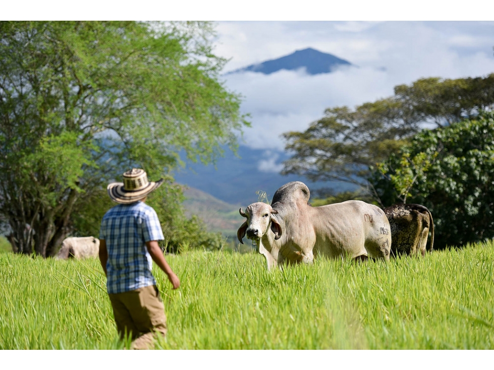 1,400 acre Cattle Farm for Sale Colombia