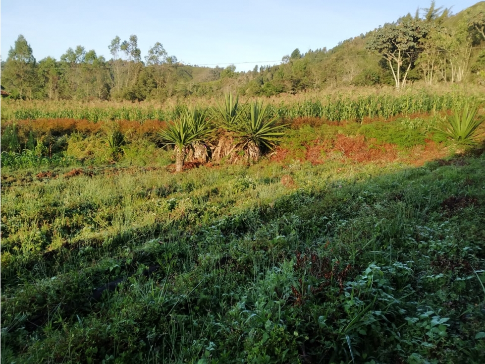 Venta de Lote Sector Vereda La Enea San Vicente