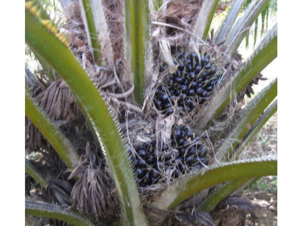 Vencambio Hacienda de Trabajo Agroindustrial de Palma de Aceite