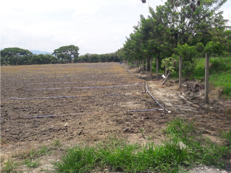 Lotes En Venta En La Torre, Palmira.