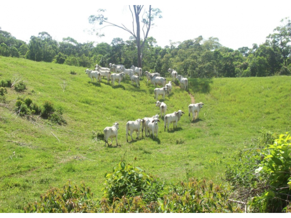 Finca en La Victoria Caldas