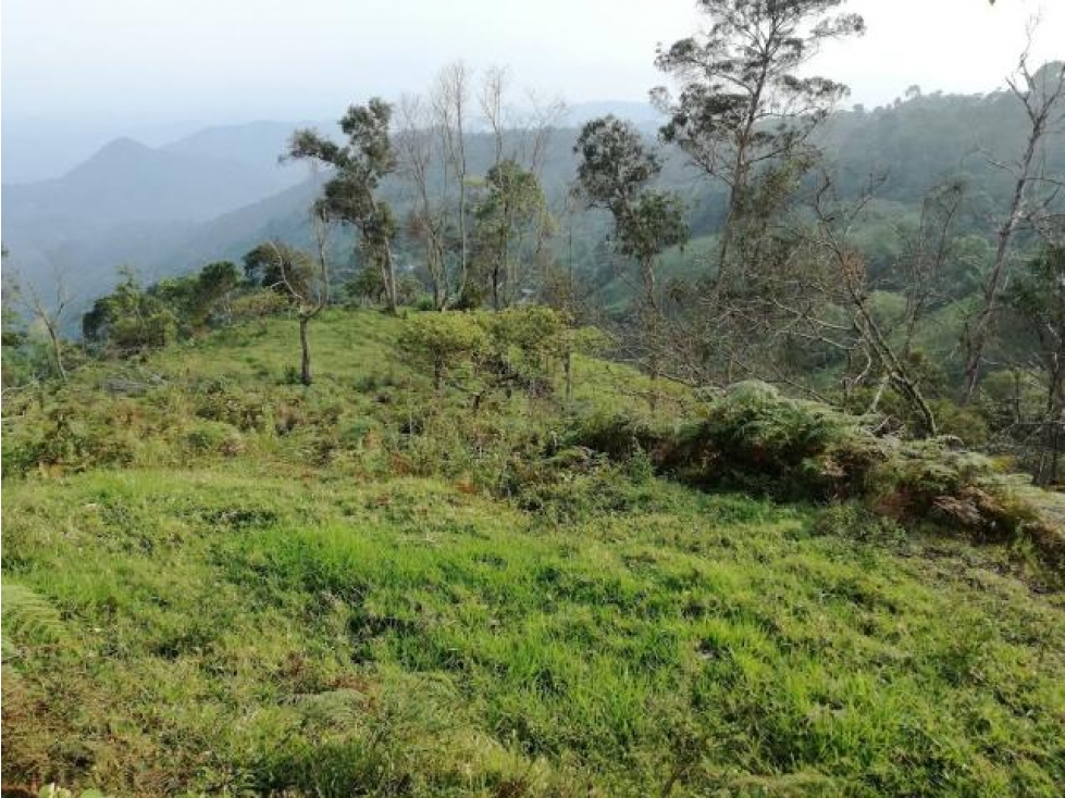 Excelente Finca de 21 Hectáreas, apta para sembrar o ganadería