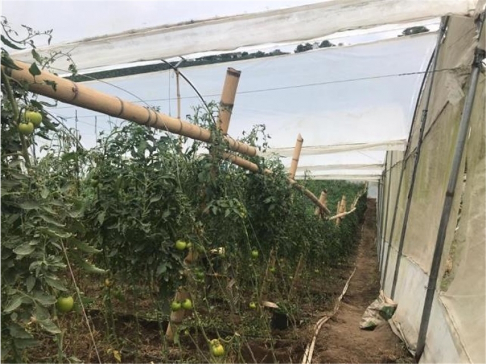 Finca en Vender en Pereira