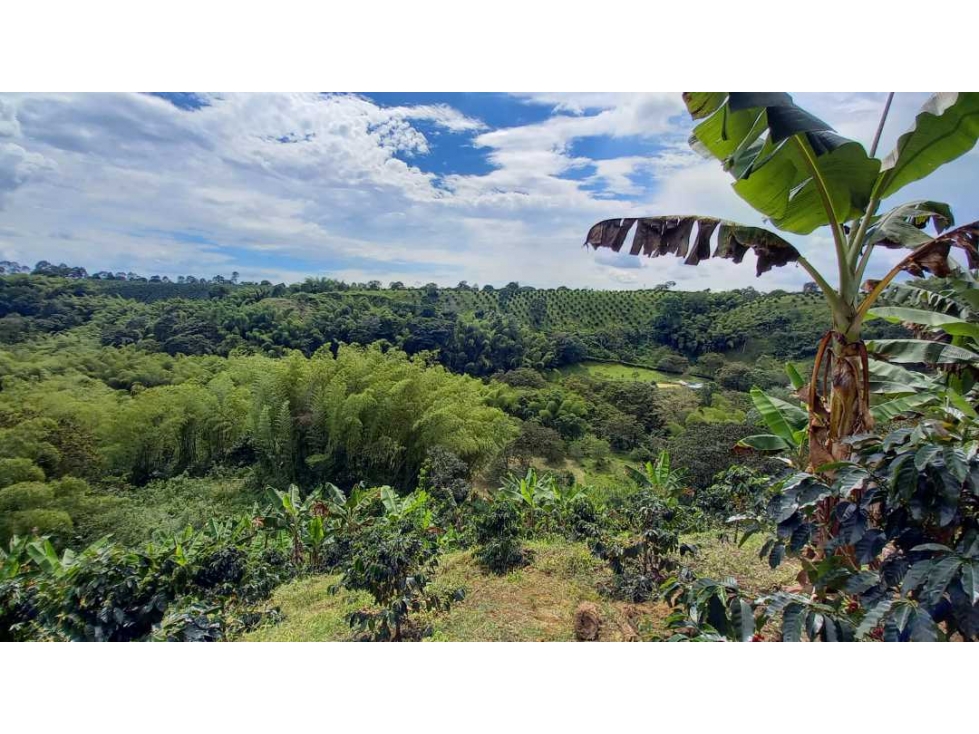 Finca en Barcelona cultivada en cafe y platano con hermosa vista