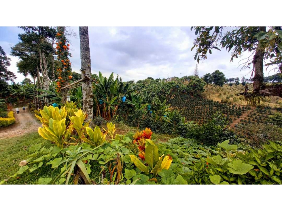 Finca productiva en filandia con cultivo tecnificado de café y platano