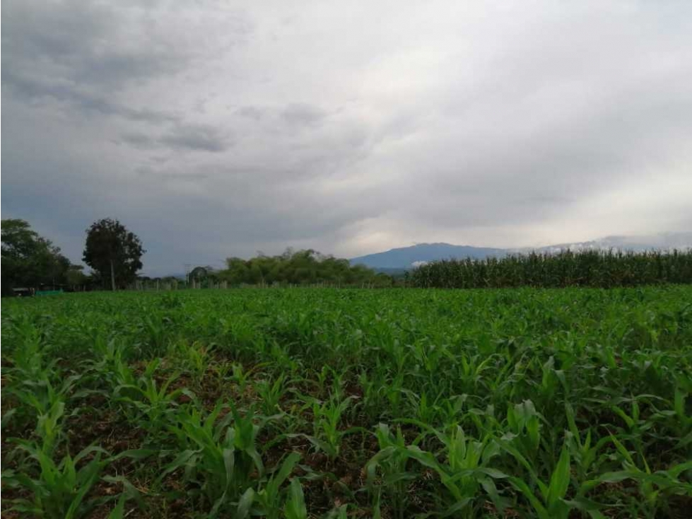 Finca Quimbaya Quindío. Amplia 4000 metros (D.E)