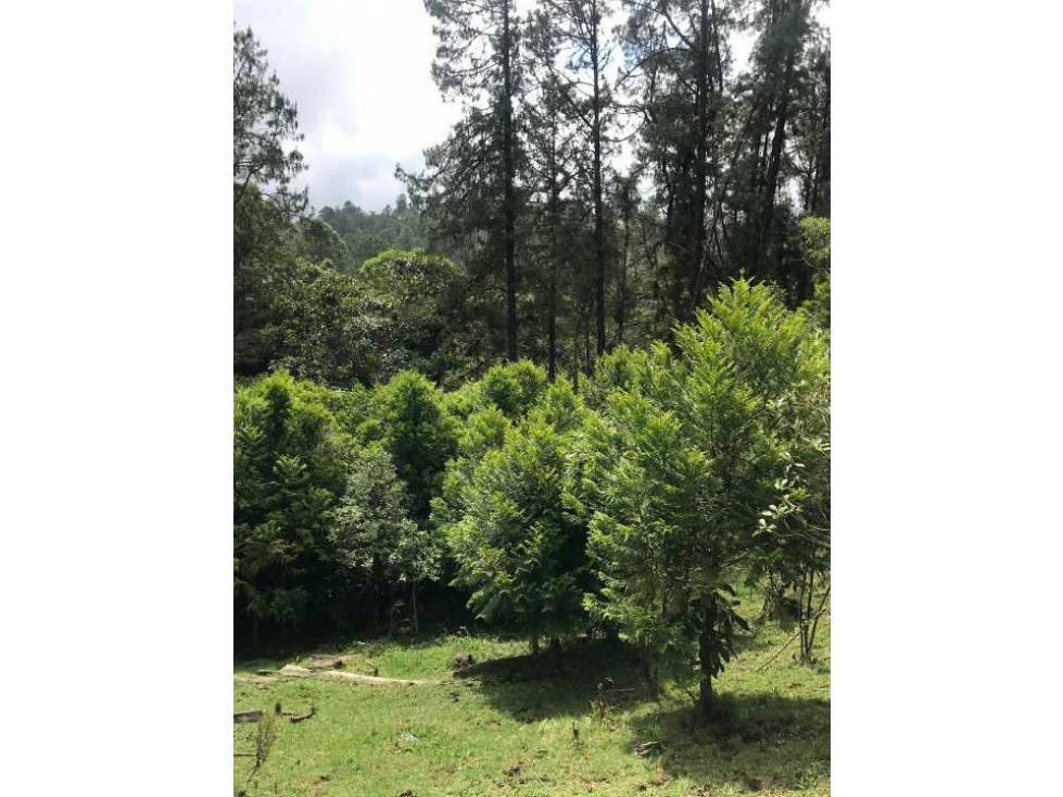 LOTE INDEPENDIENTE EN VENTA ALTO DE LAS PALMAS