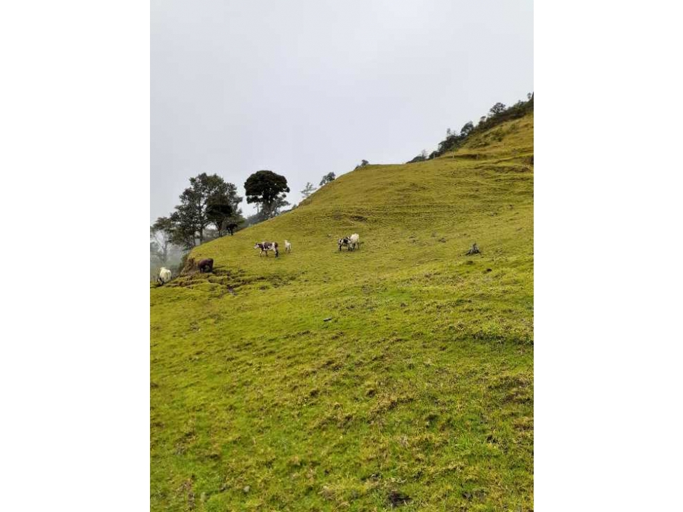 Finca ganadera de 375 cuadras a 40 minutos de Pijao