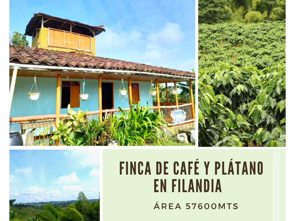 FINCA DE CAFÉ Y PLATANO FILANDIA 4878
