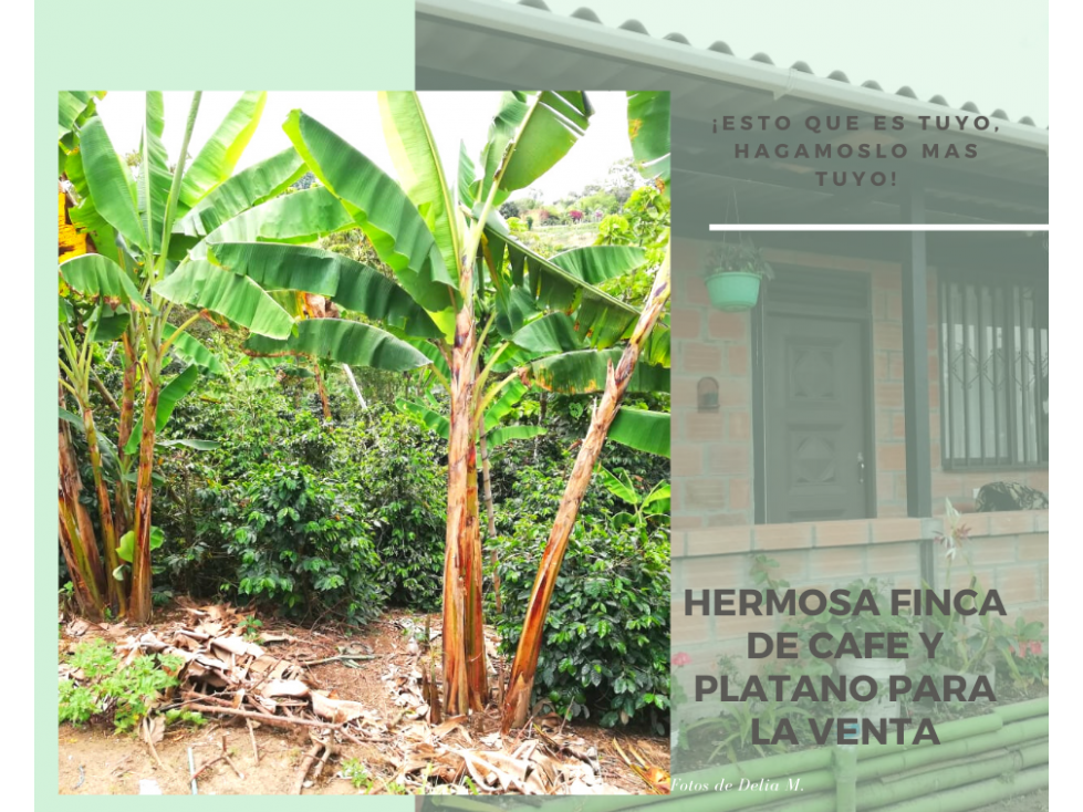 VENTA DE FINCA PLATANERA Y CAFETERA EN CIRCASIA QUINDIO 4831