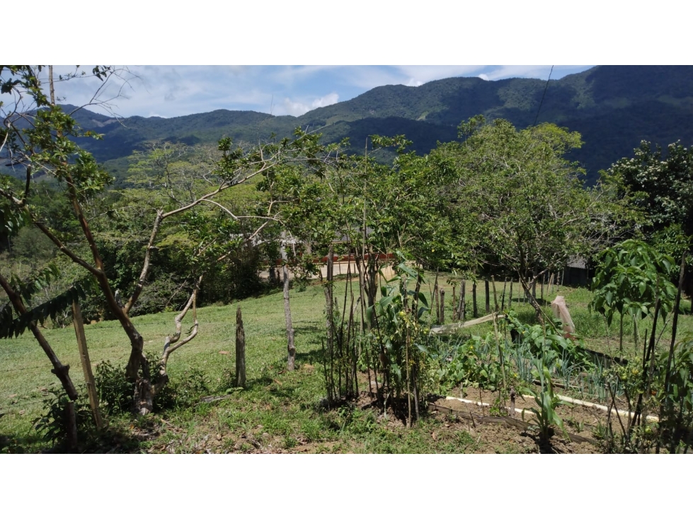 VENDO LOTE EN SAN LUIS - VEREDA LA LINDA - ANTIOQUIA