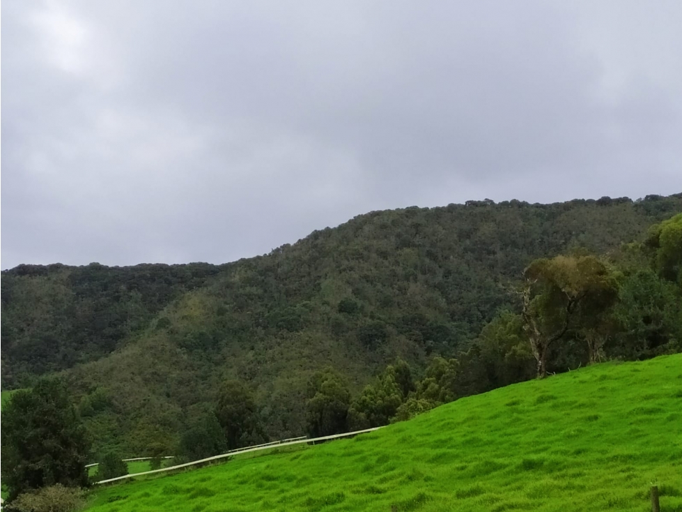 VENDO FINCA GANADERA EN SAN PEDRO DE LOS MILAGROS