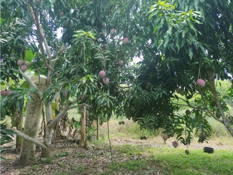 FINCA  DE HECTAREA Y MEDIA CON CASA EN OFERTA