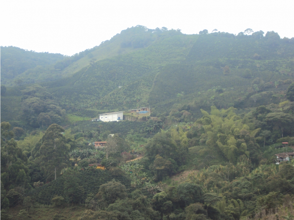 Venta finca cafetera en Fredonia suroeste antioqueño