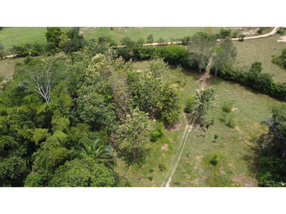 FINCA EN VENTA  DE 4 Ha EN EL CARMEN DE APICALA TOLIMA (RURAL)