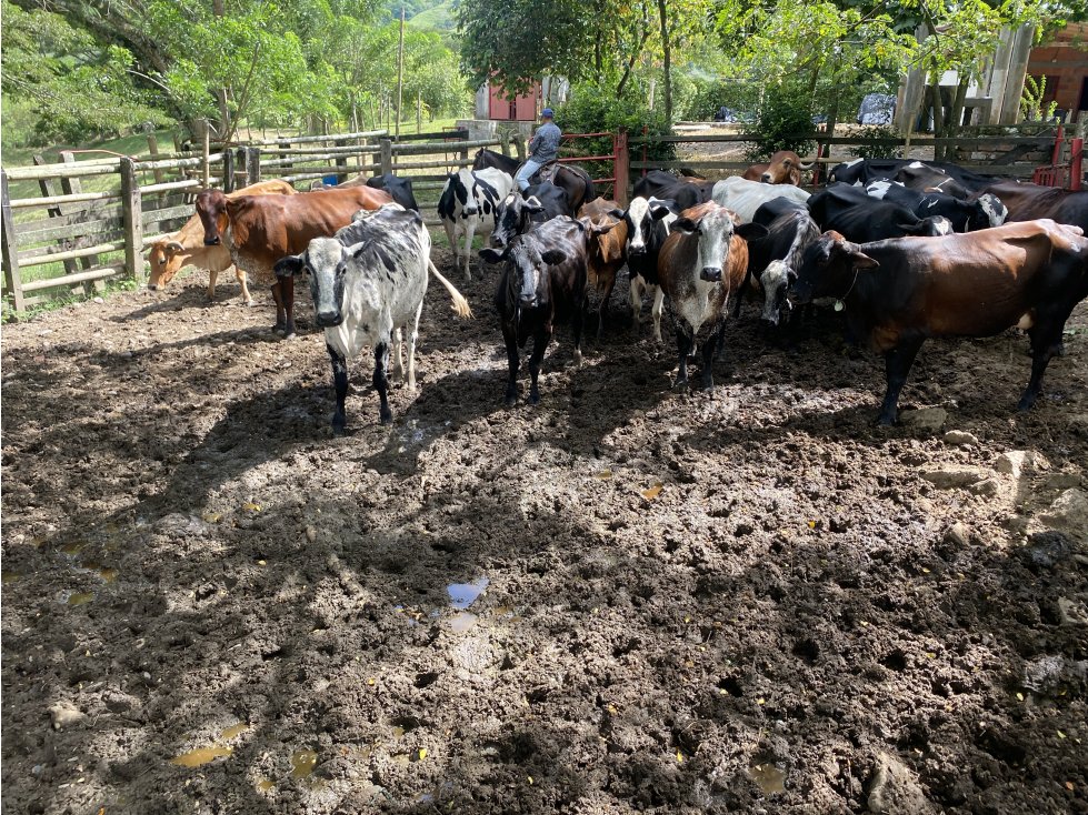 Finca en Puerto Alejandria Quimbaya 83c
