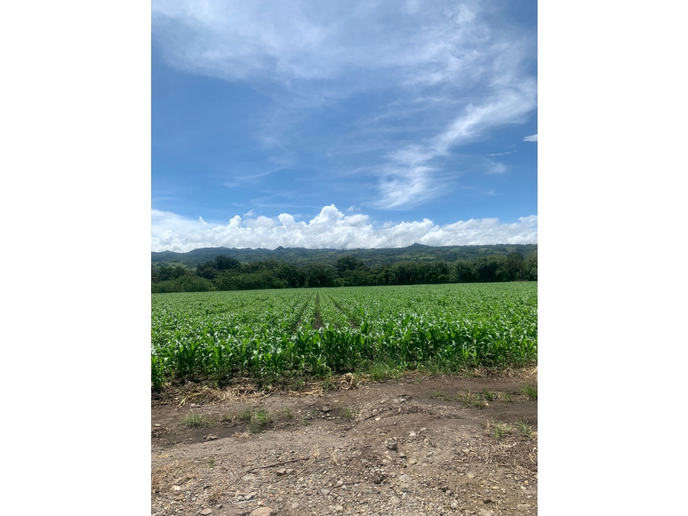 TIERRA en VENTA en Mariquita Tolima