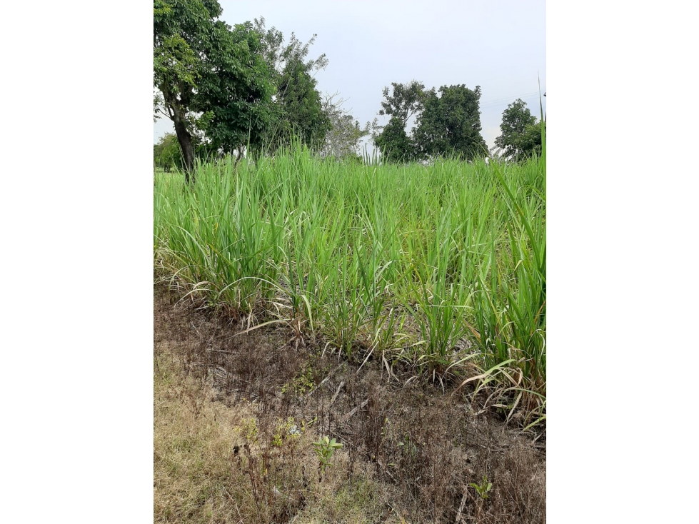 SE VENDE LOTE CAÑERO EN EL CABUYAL - CANDELARIA