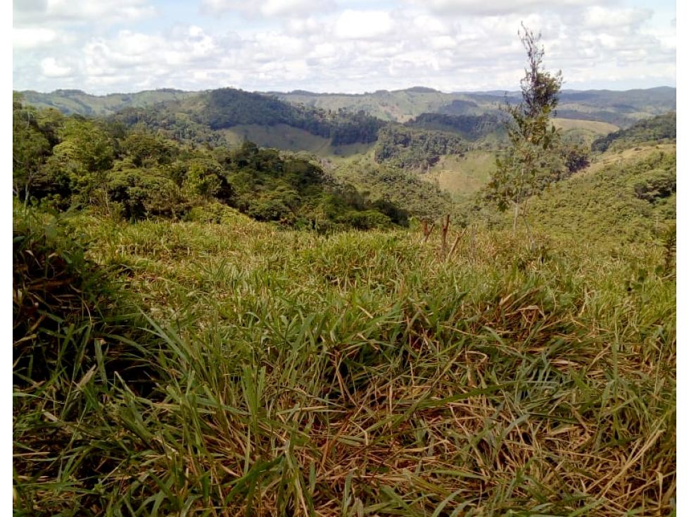 VENTA FINCA DE 6 HECTÁREAS EN SAN ROQUE ANTIOQUIA