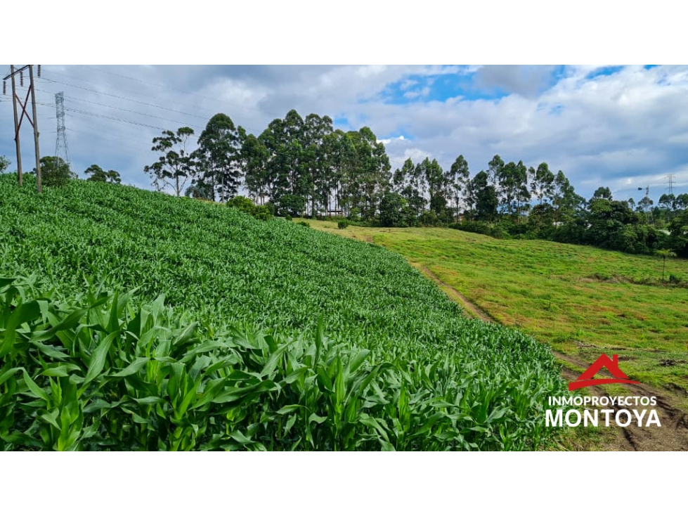 Finca productiva de 24 cuadras en v. La Bella, Pereira