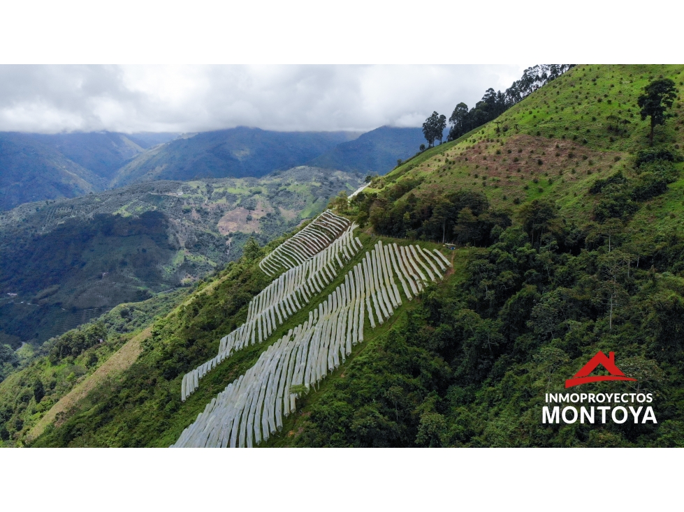 Finca productiva de 130 hectáreas en Génova, Quindío