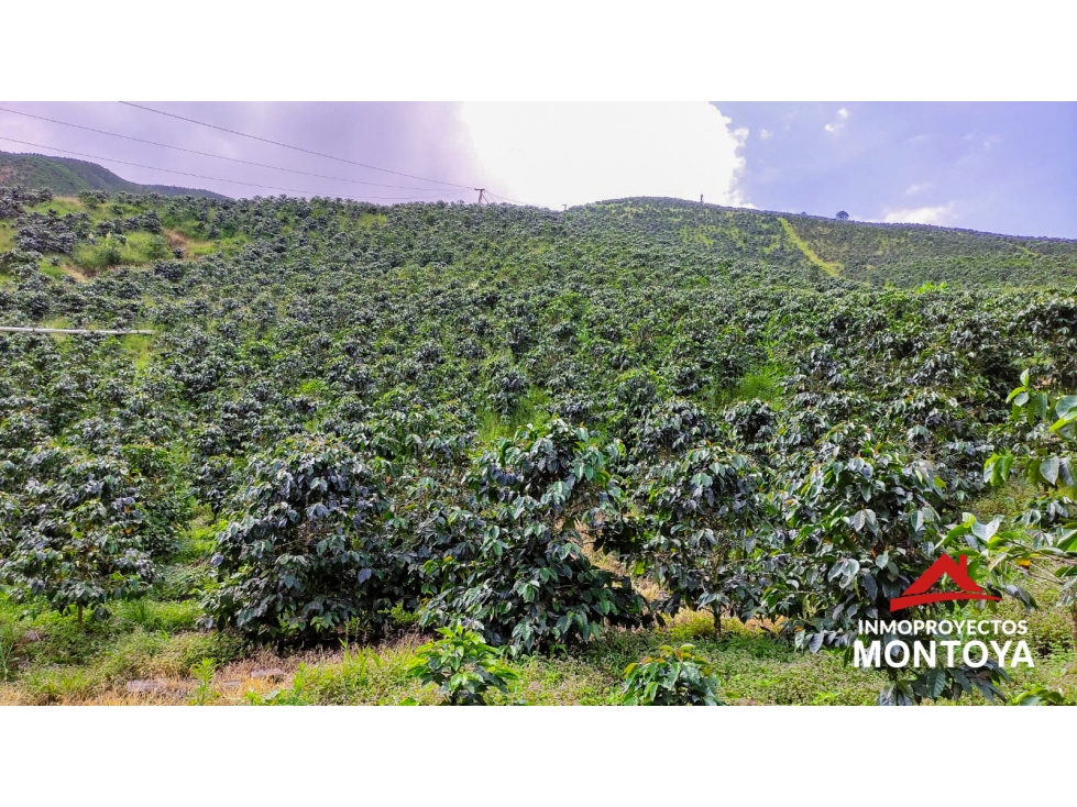 Finca cafetera tecnificada de 150 cuadras en Santa Rosa