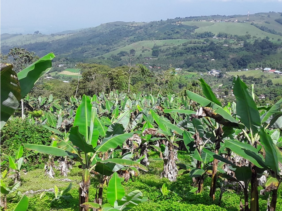 Lote Agrícola -Vereda Santa Rosa de Tapias-Guacarí Valle-Venta