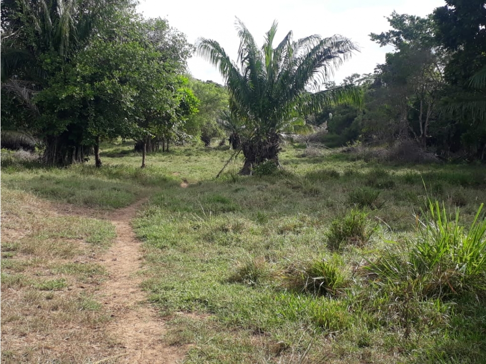 EN VENTA FINCA EN PUEBLO NUEVO CORDOBA COLOMBIA