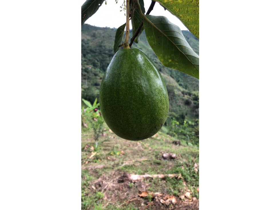 FINCA SAN JOSE CALDAS PLENA PRODUCCION HASS Y PLATANO