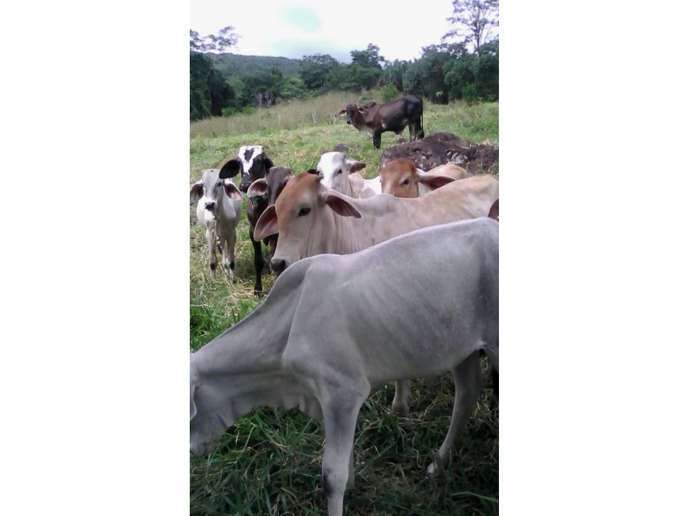 Vendemos Hacienda en Cunday Tolima