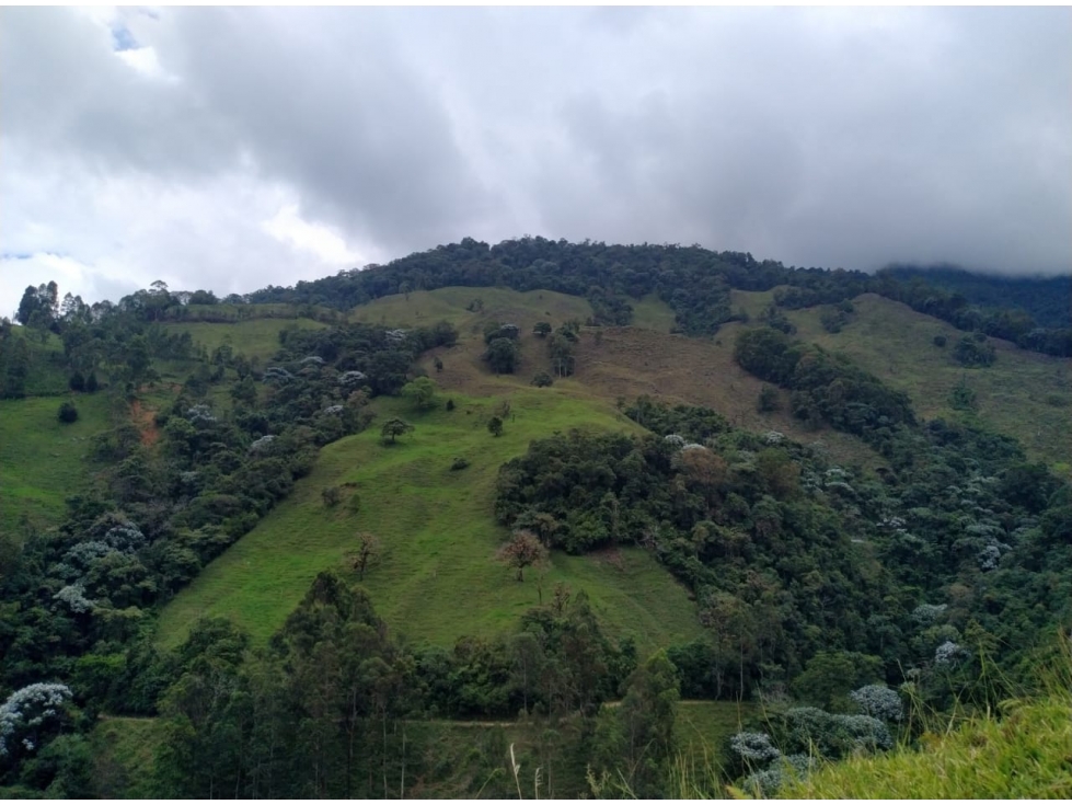 Se vende Finca en Génova Quindío