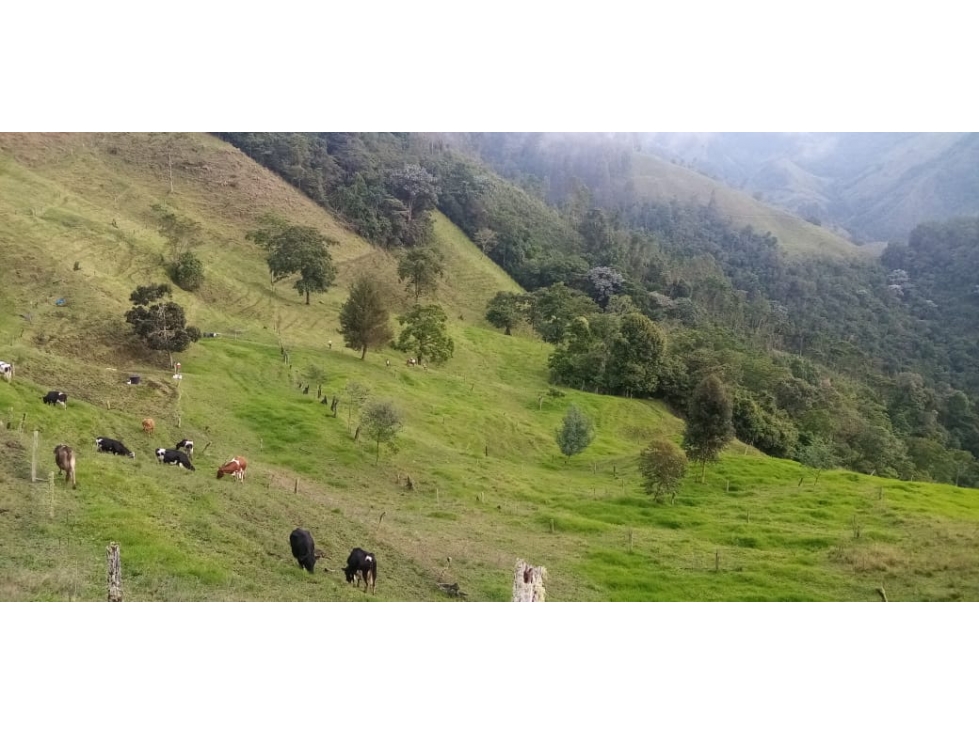 Se vende Finca Génova Quindío