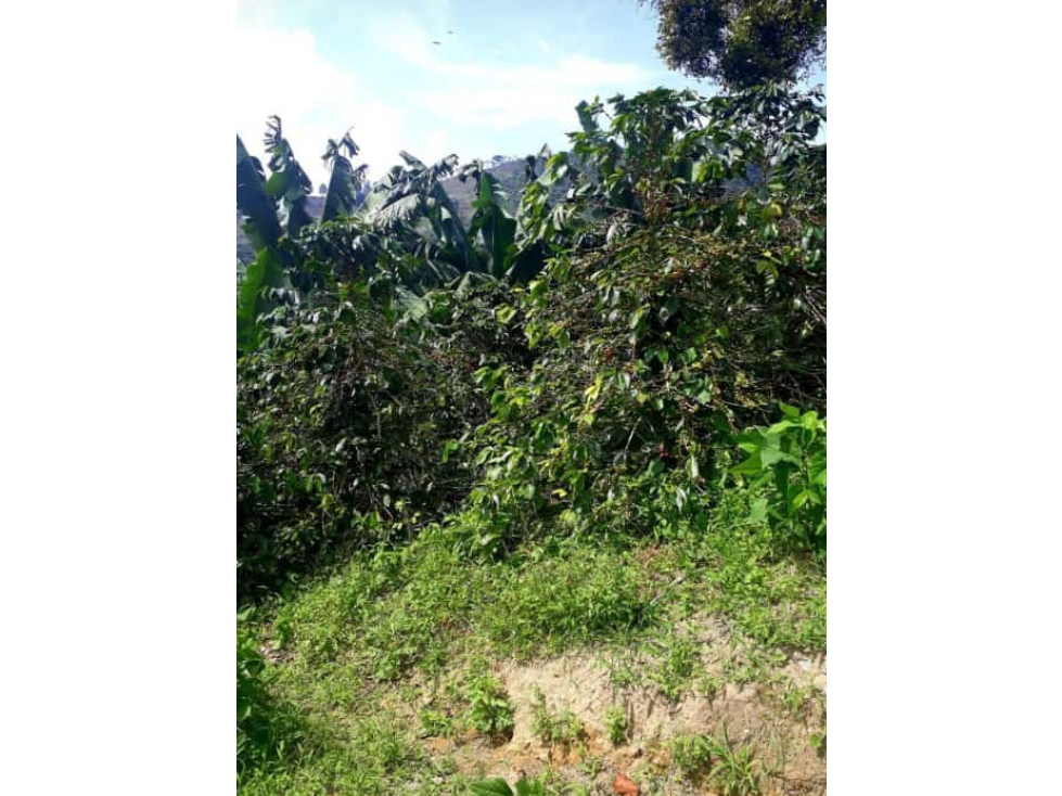 Se vende Finca en Pijao Quindío