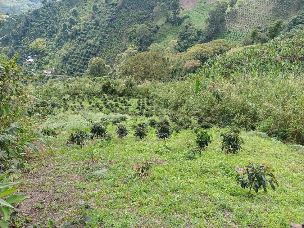 Se vende Finca Génova Quindío