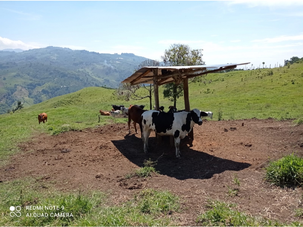 Se vende Finca Salónica Valle del Cauca