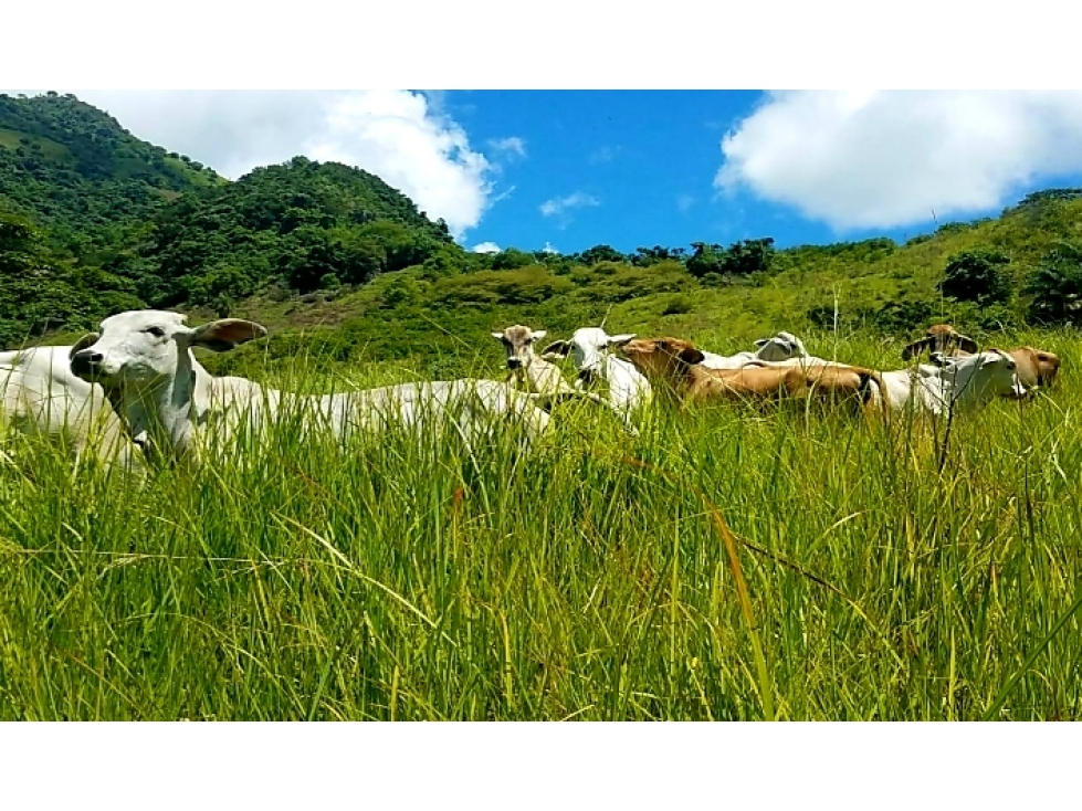 FINCA AGROINDUSTRIAL EN BOLOMBOLO ACTA PARA PARCELAR