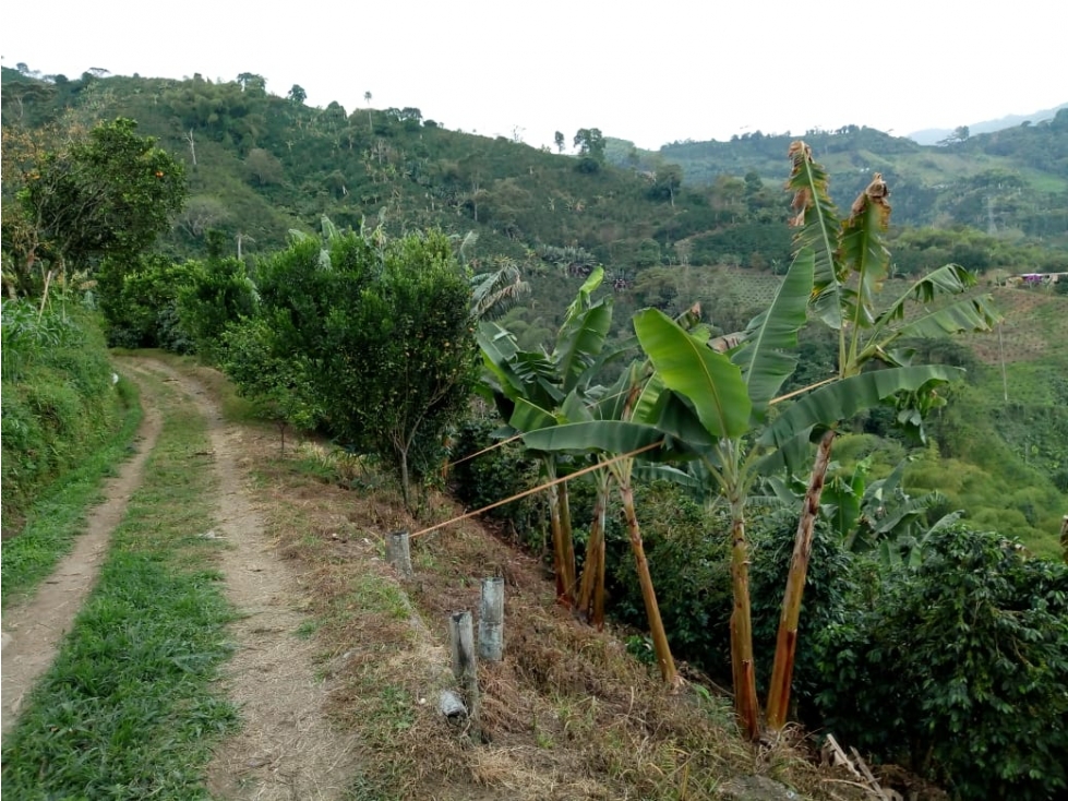 vendo  o permuto  finca producción Alto el Español