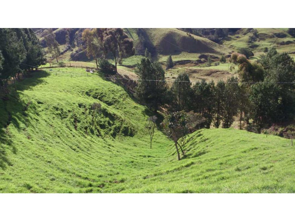 Vendo Finca de trabajo Porcicola y ganadera en santa rosa de osos