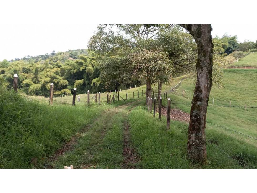 Finca Filandia ganadera 17 cuadras con vista panorámica y buenas aguas