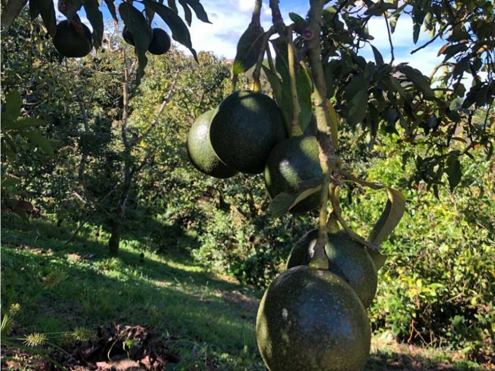 LINDA FINCA DE OPORTUNIDAD EN VENTA EN SAN VICENTE DE FERRER ANTIOQUIA