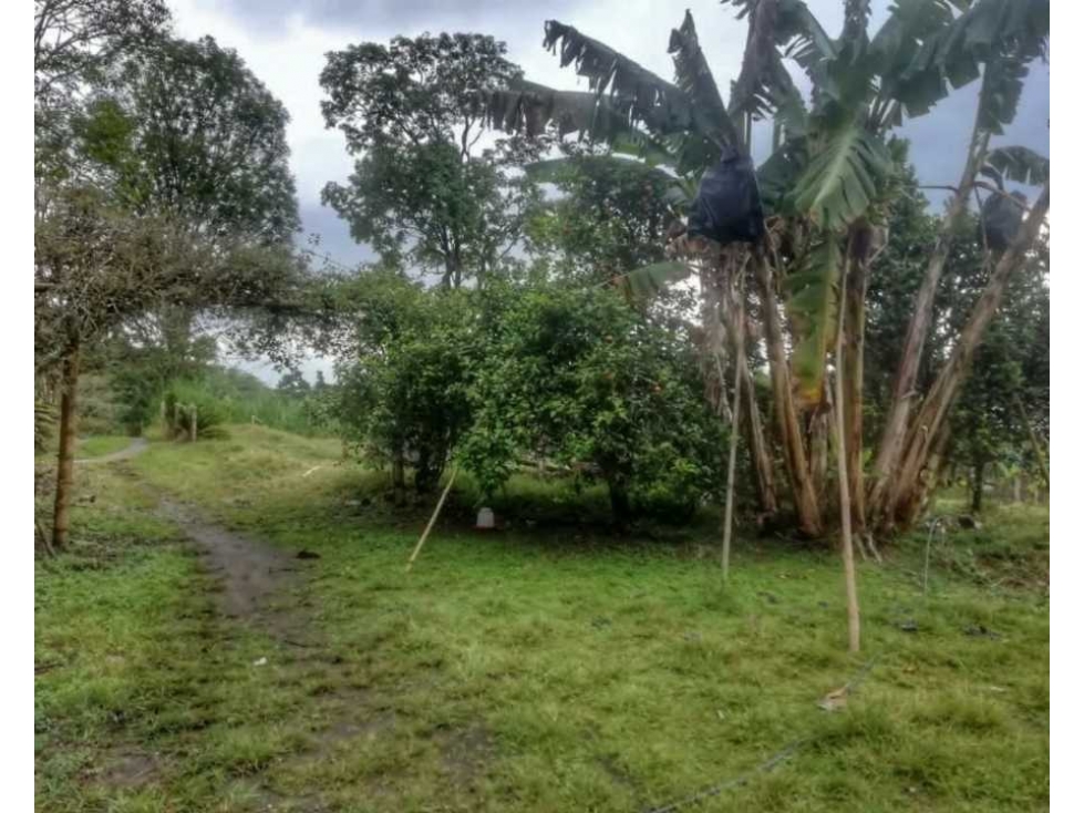 MAGNIFICA OPORTUNIDAD DE FINCA GANADERA EN CIRCASIA 4889