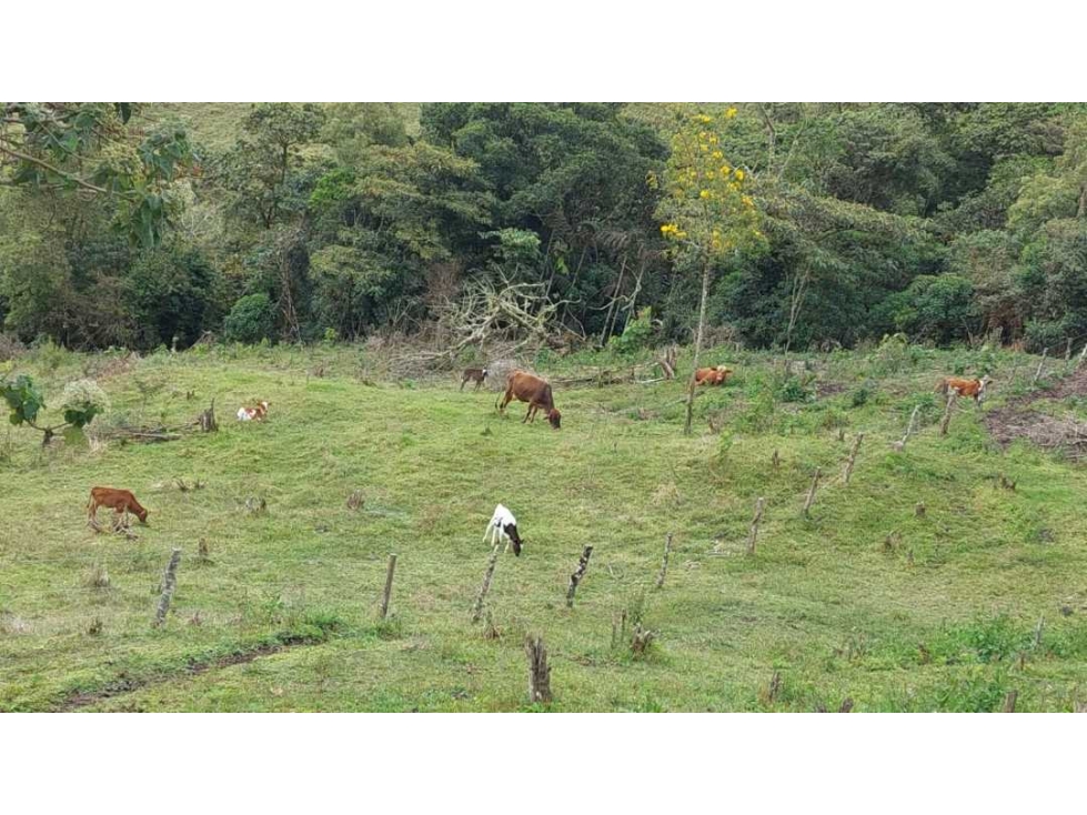 SE VENDE FINCA EN GENOVA QUINDIO