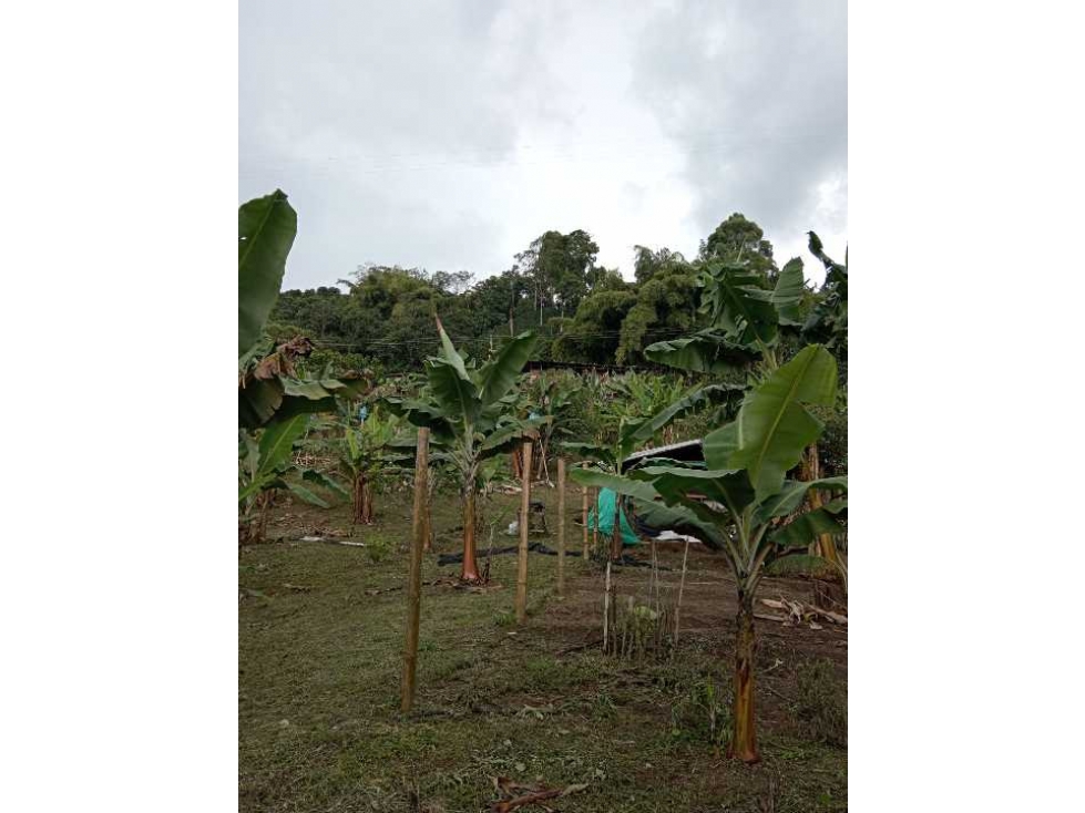 Se vende finca en Santa Rosa de cabal vereda el Manzanillo