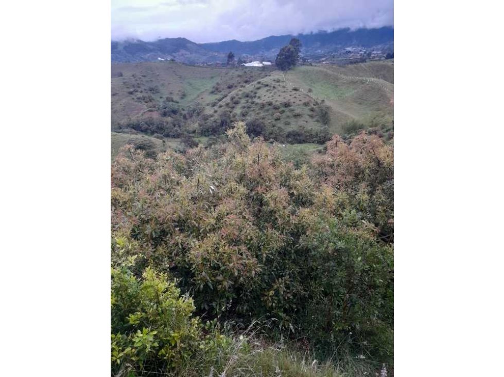 Vendo terreno 11 cuadras en el Carmen de Viboral Ant.