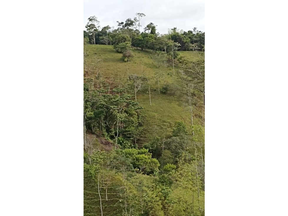Venta de 25 hectáreas con Casa en Maceo Antioquia Colombia