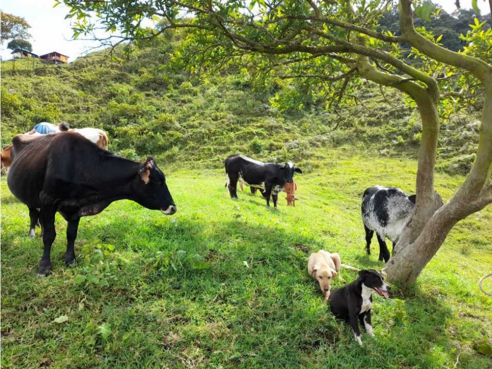 Venta de finca en calarcá,vereda Chaguala