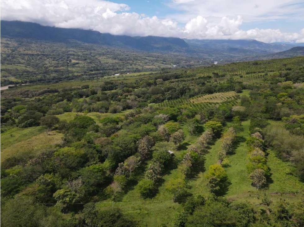 VENTA LOTE, FREDONIA- SUROESTE  ANTIOQUEÑO